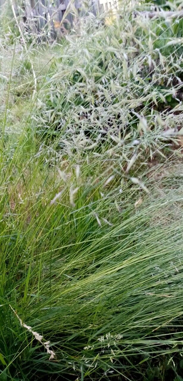 Eragrostis barrelieri leaf