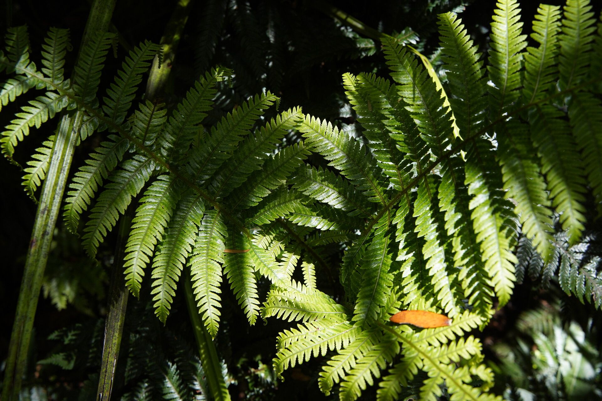 Thelypteris pennigera leaf
