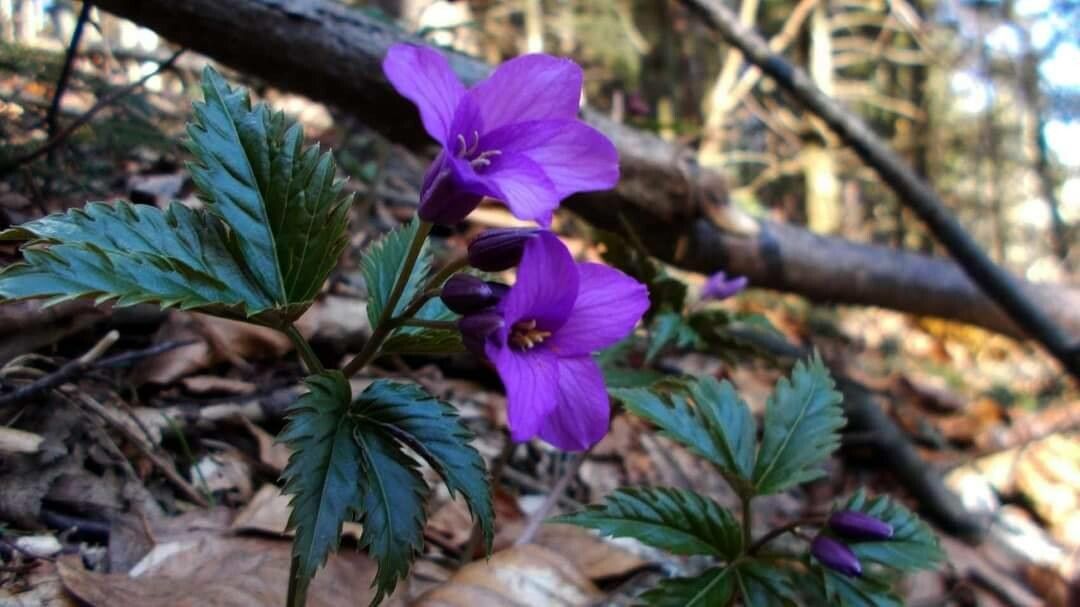 Cardamine glanduligera flower