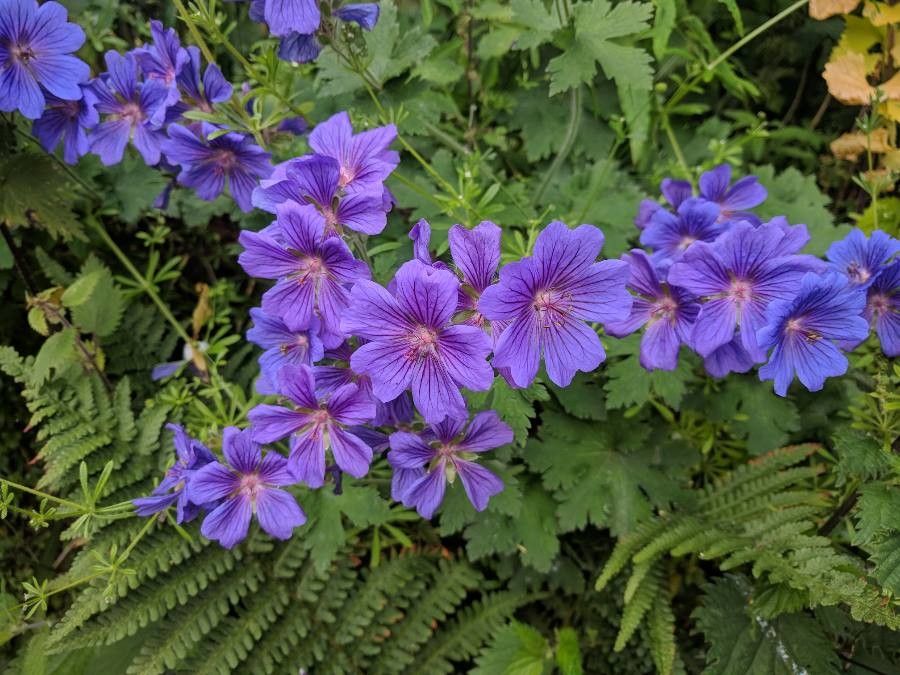 Geranium ibericum flower