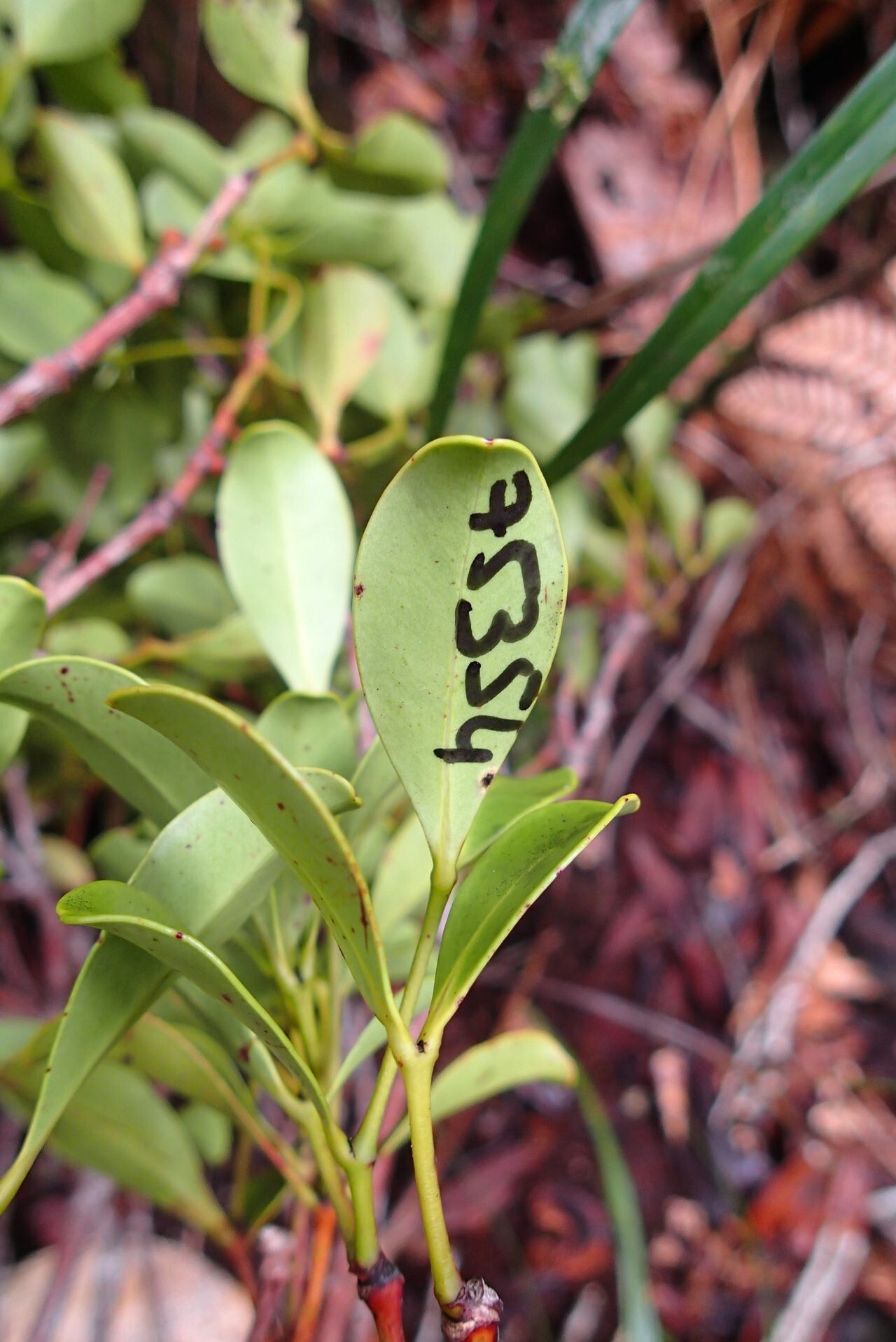 Syzygium brongniartii — houseplant care guide