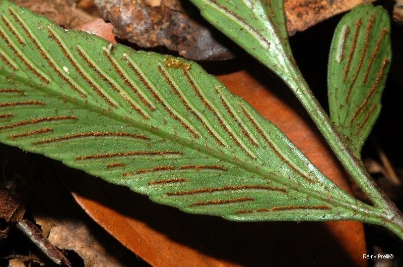 Asplenium oligolepidum — houseplant care guide