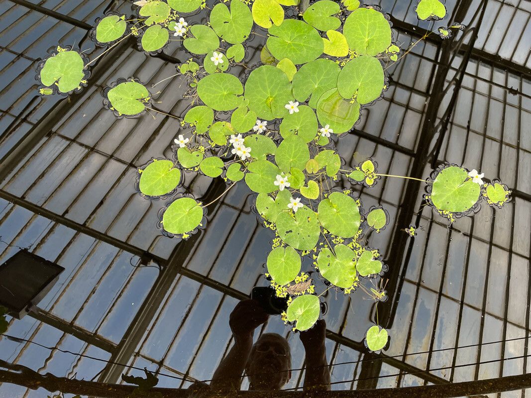 Nymphoides ezannoi — houseplant care guide