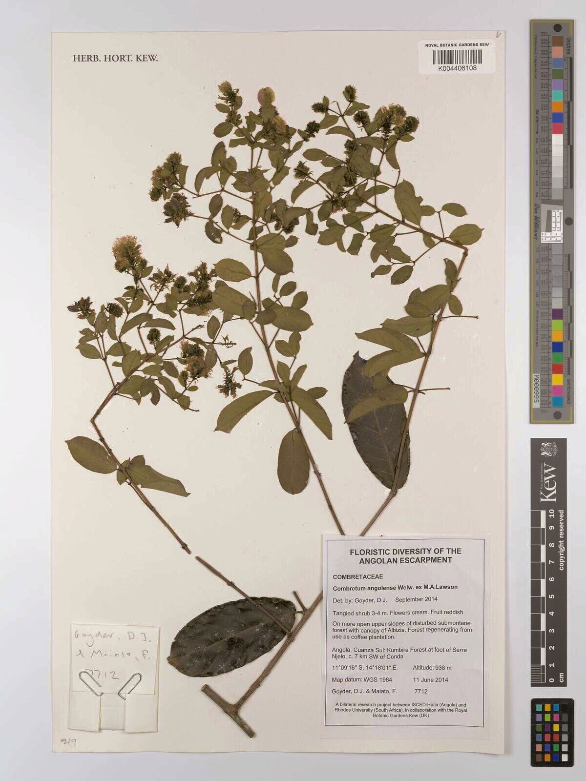 Combretum angolense — houseplant care guide