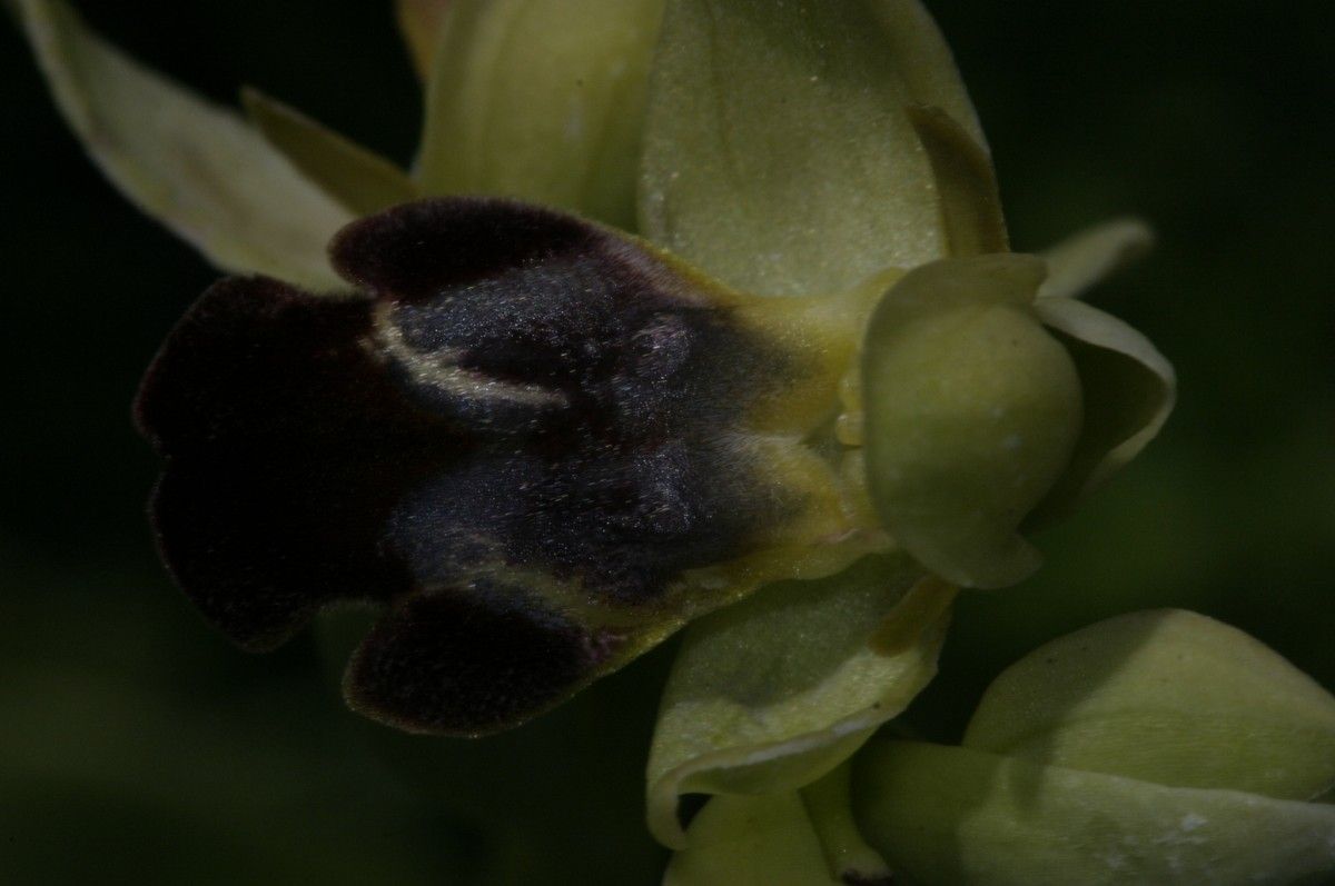 Ophrys fusca fruit