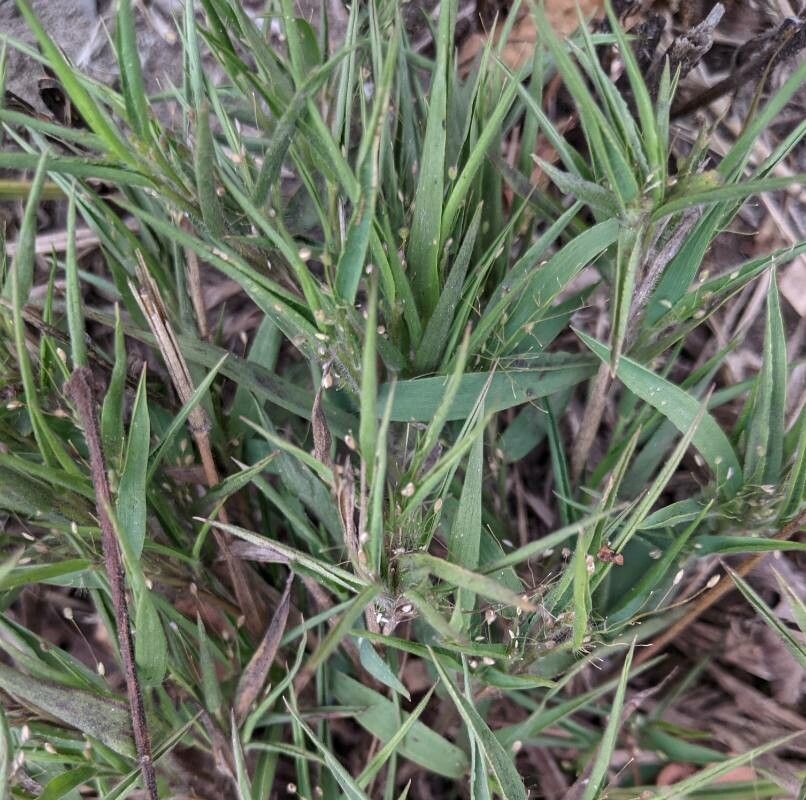 Dichanthelium scribnerianum — search result for 'Dichanthelium'