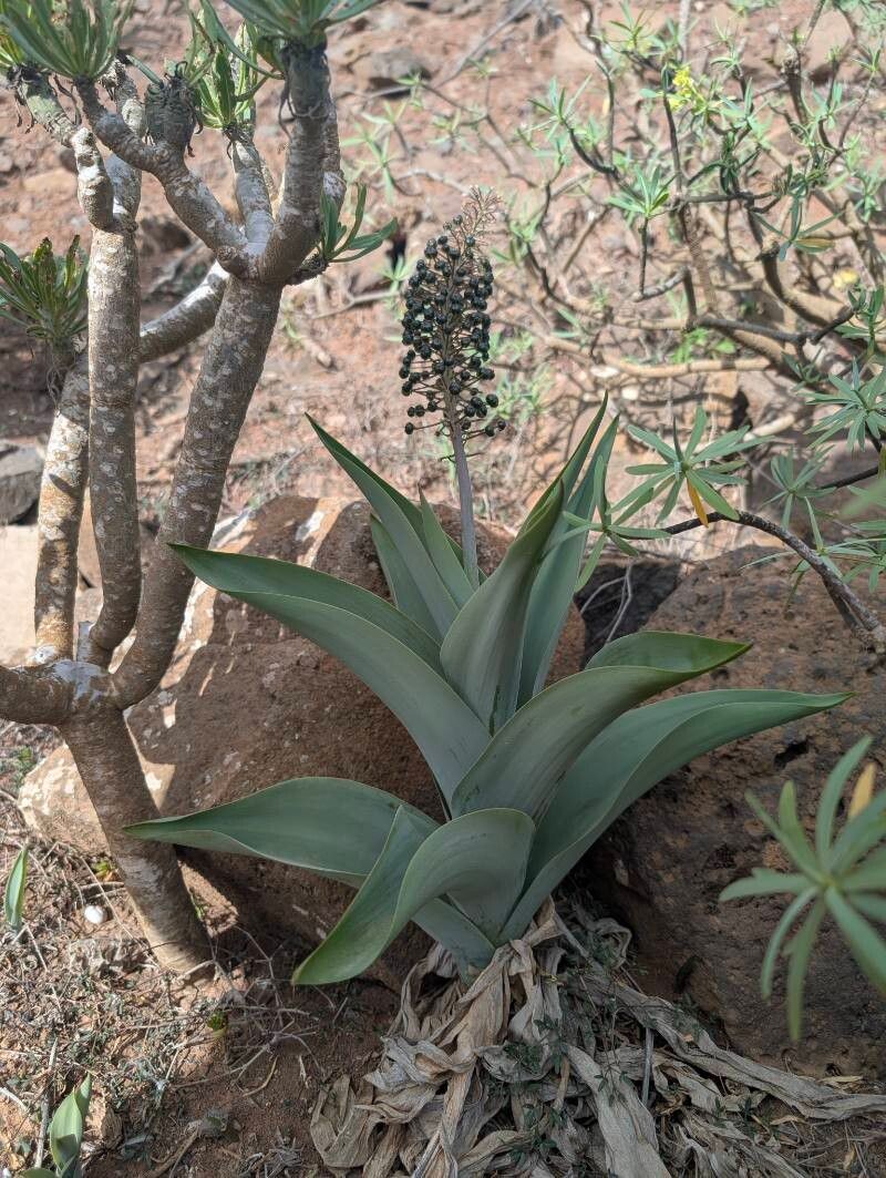 Scilla madeirensis fruit