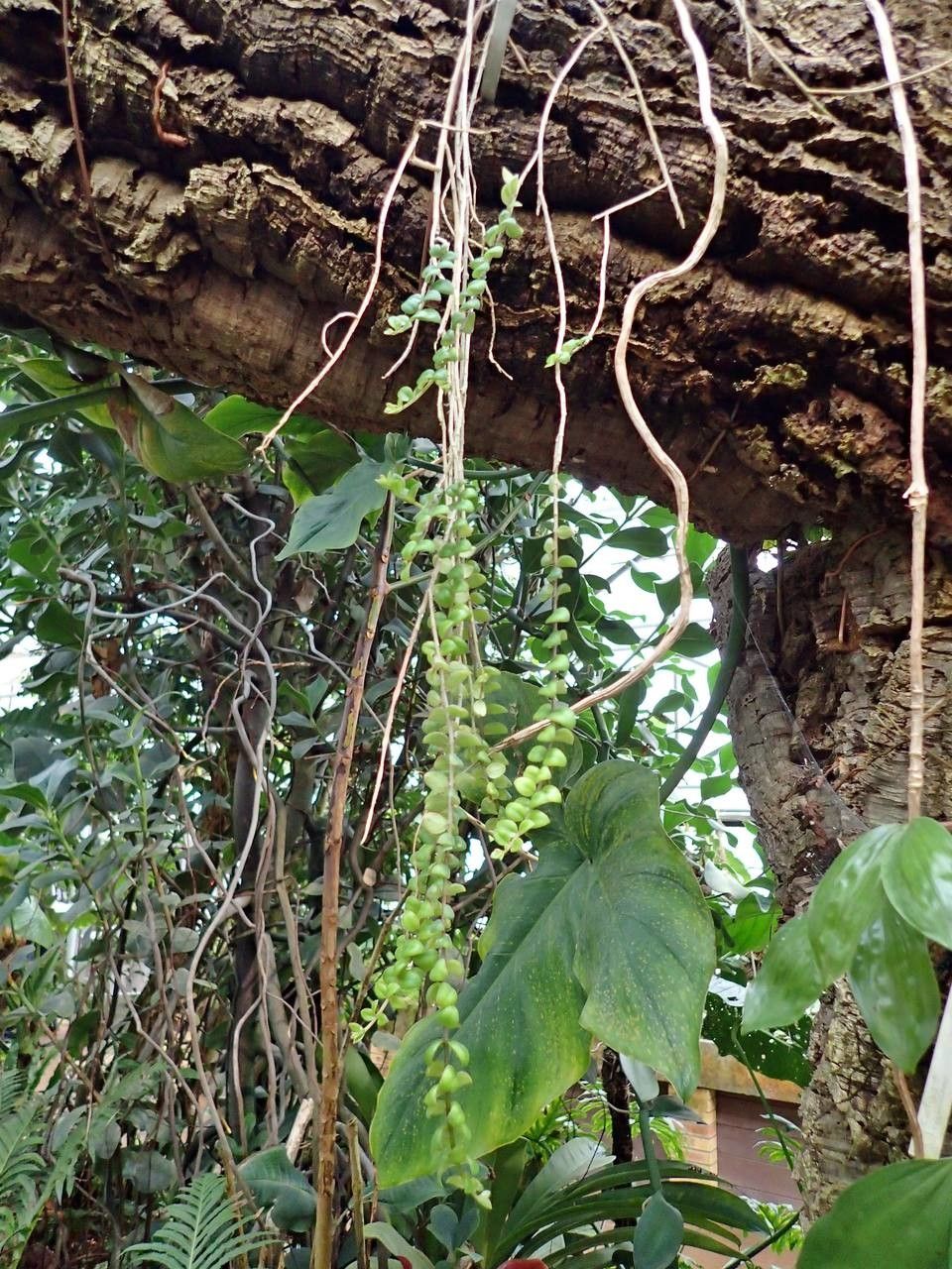 Columnea oerstediana habit