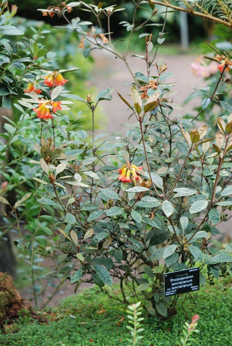 Rhododendron lamrialianum habit