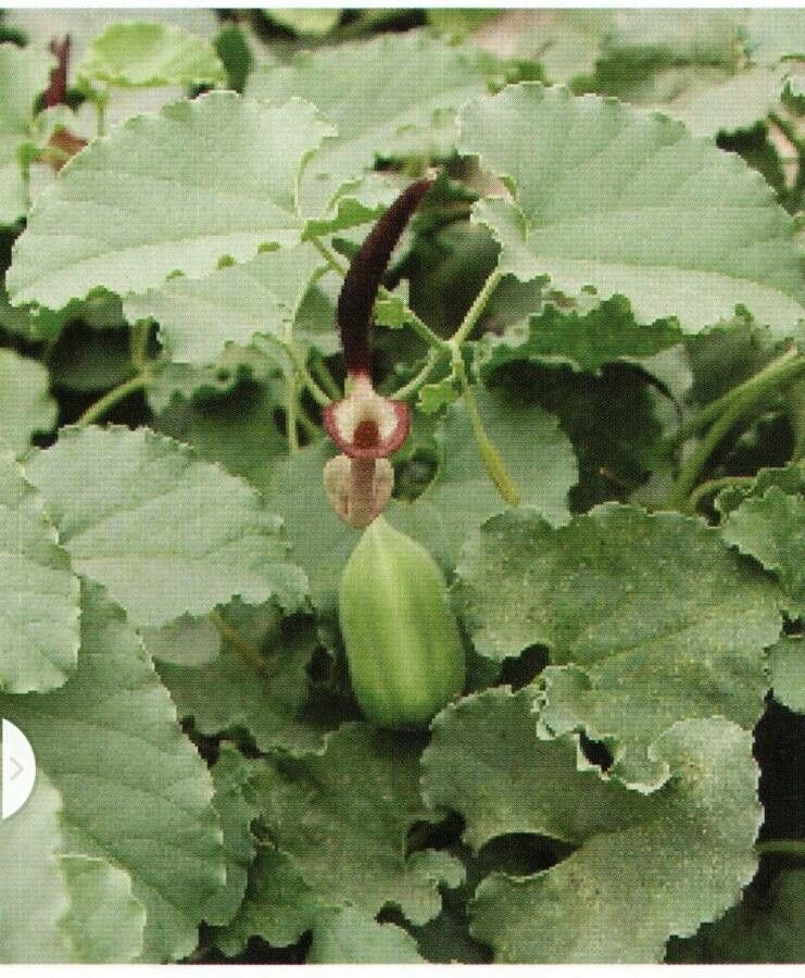 Aristolochia bracteolata leaf