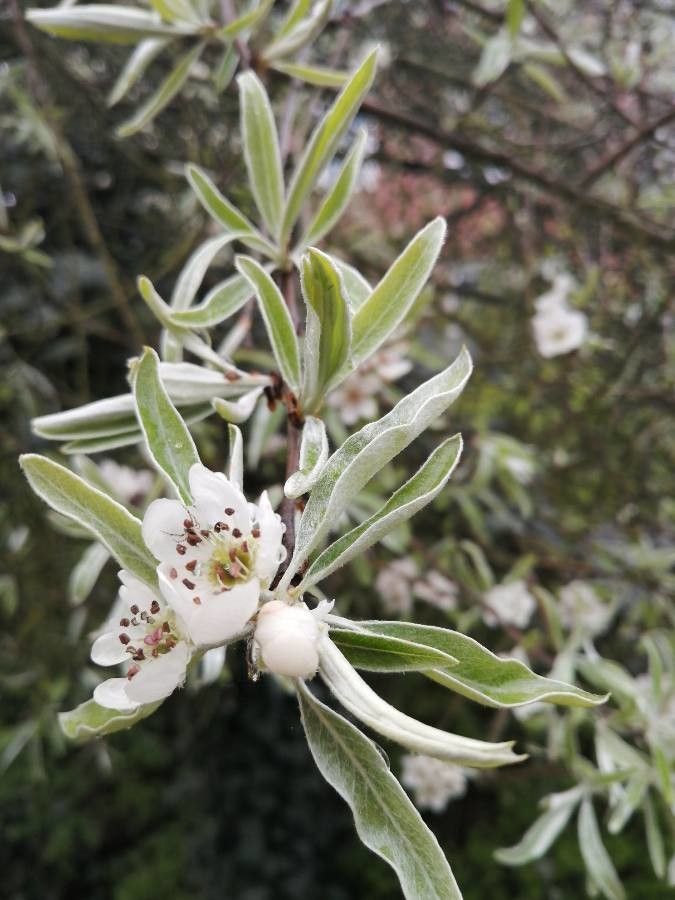 Pyrus salicifolia flower