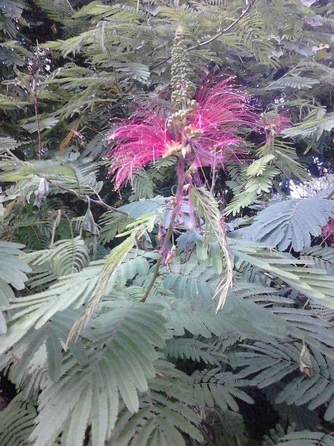 Calliandra calothyrsus flower