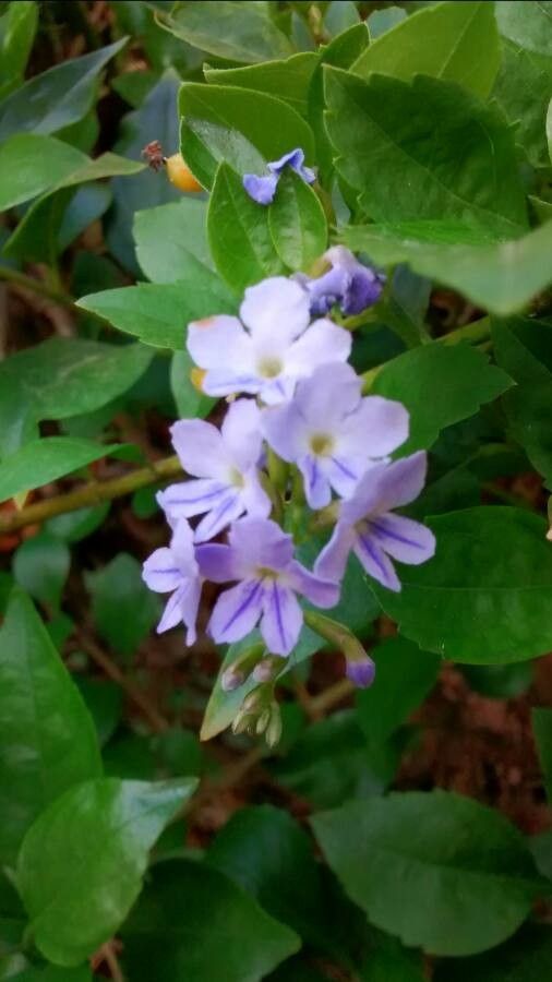 Claytonia sibirica flower