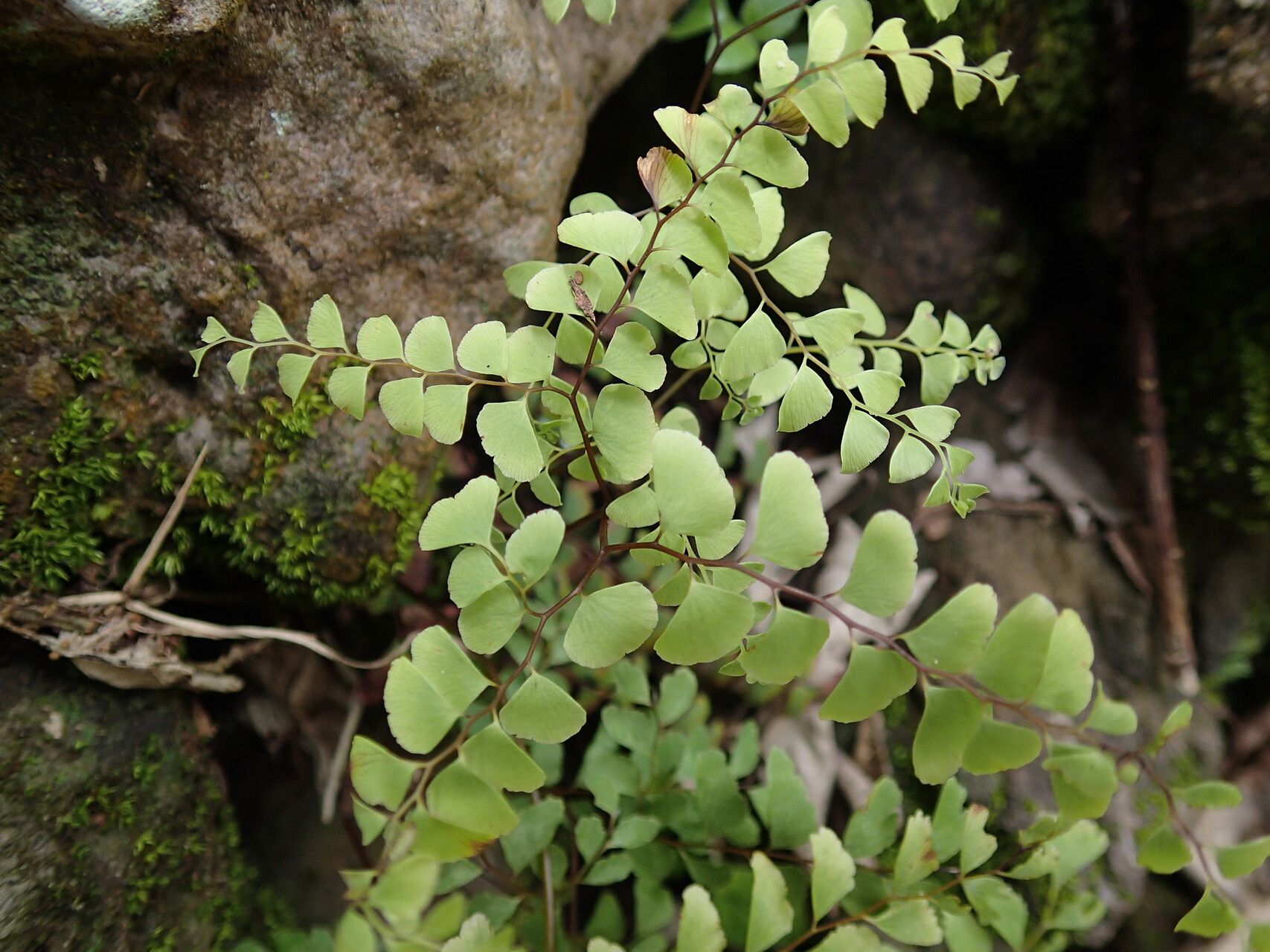 Adiantum patens — search result for 'Adiantum'