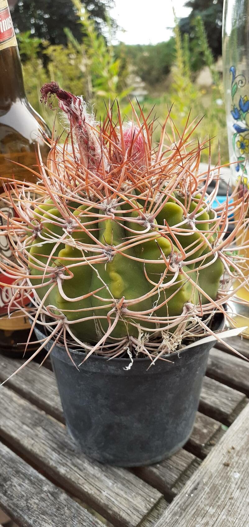 Denmoza rhodacantha leaf