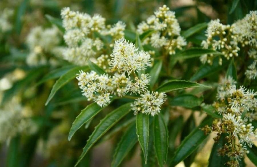 Miconia sellowiana flower