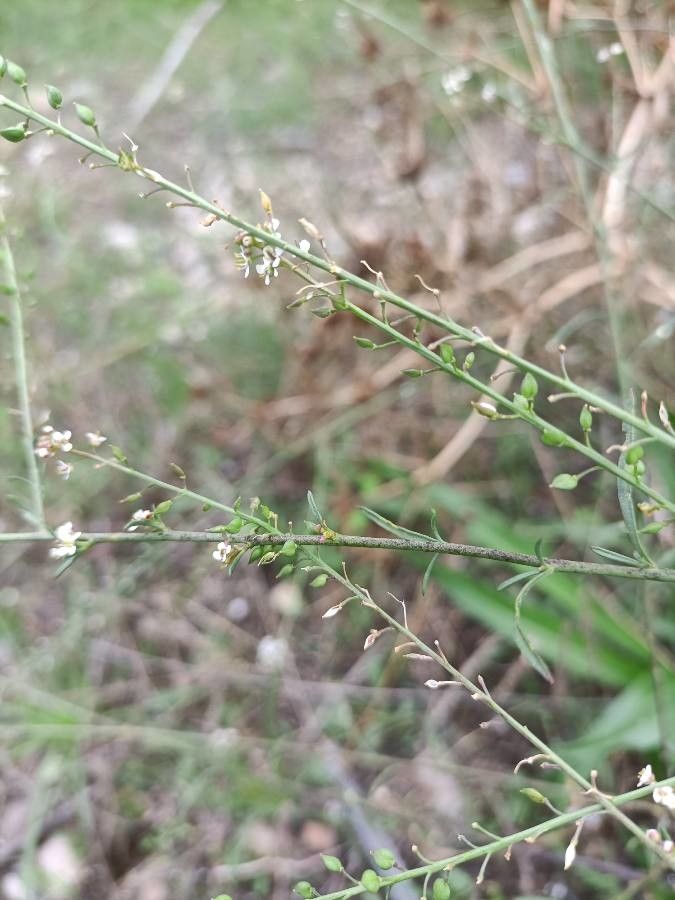 Lepidium graminifolium fruit