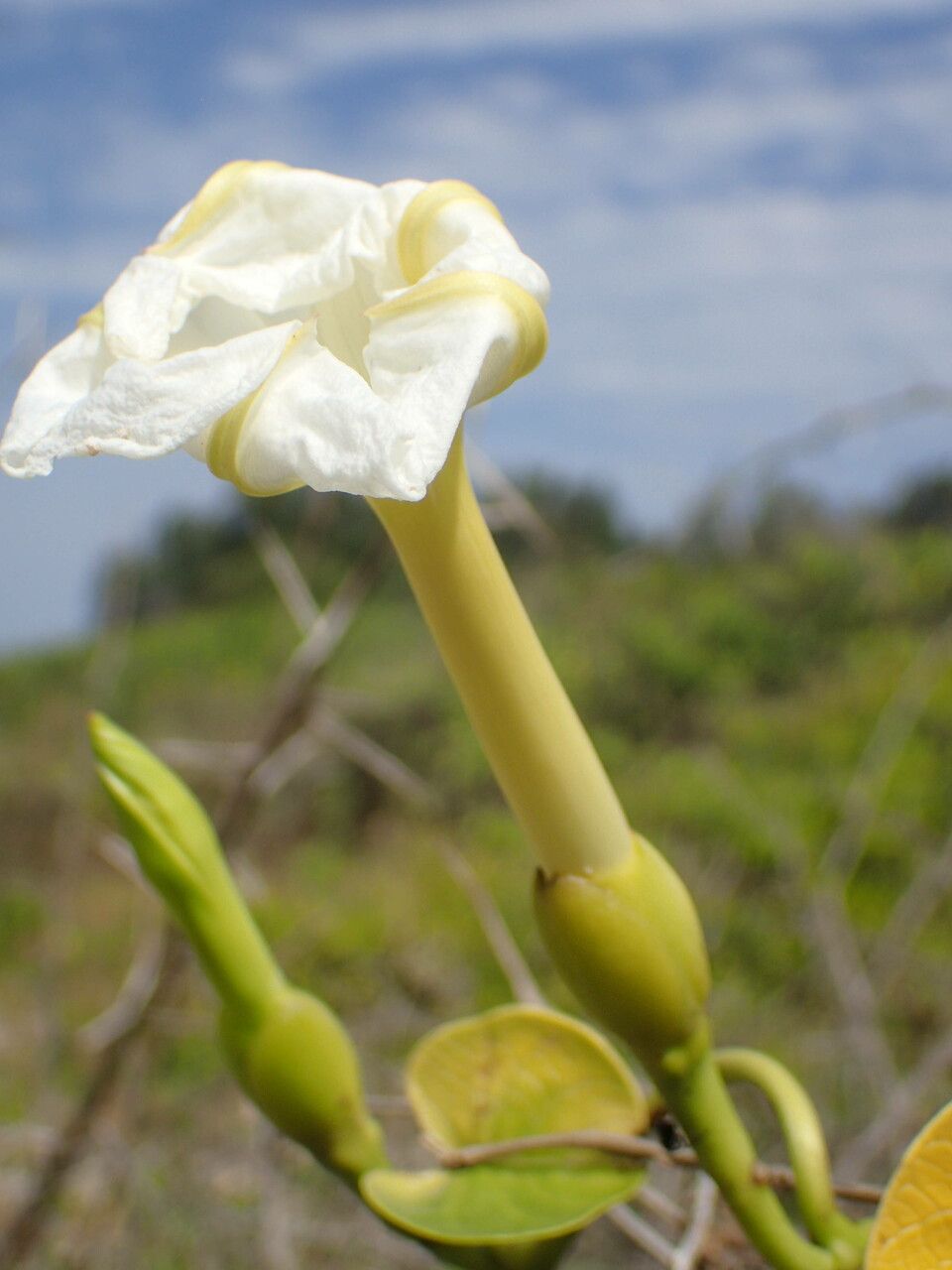 Ipomoea violacea flower