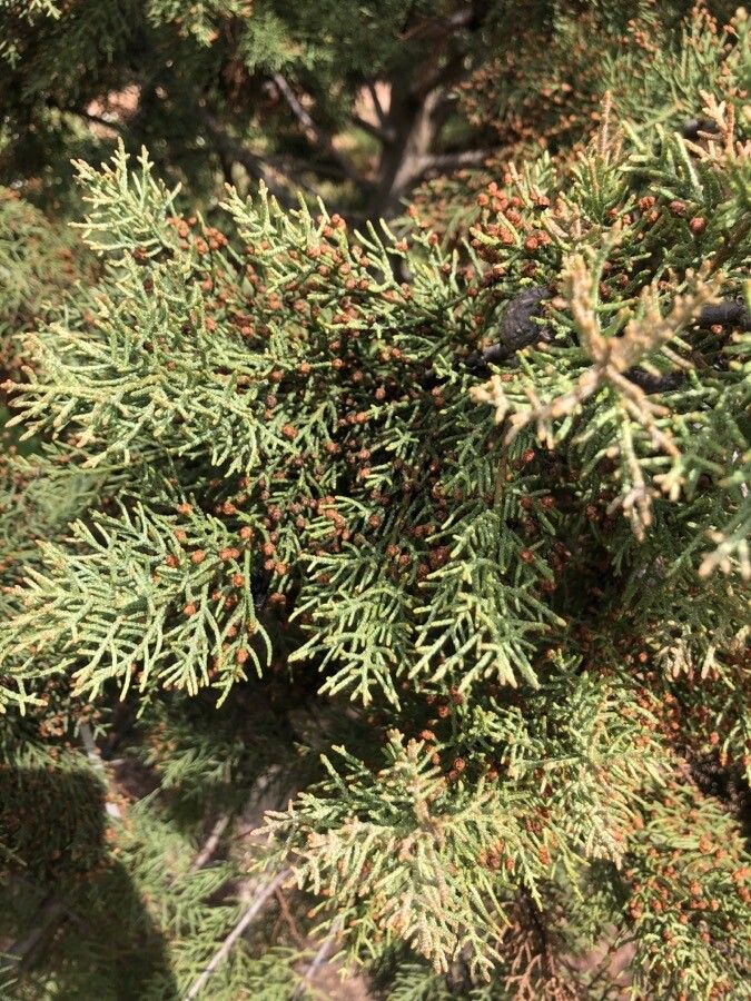 Cupressus bakeri