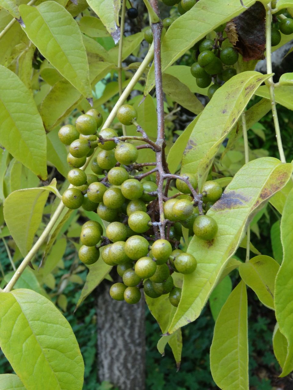 Phellodendron lavallei fruit