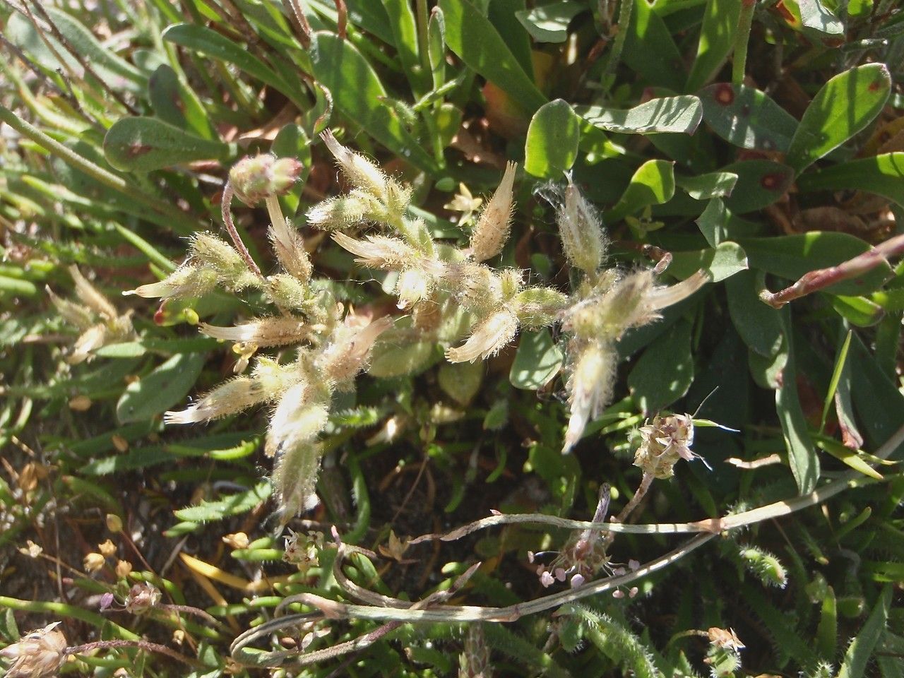 Cerastium siculum — search result for 'Cerastium'