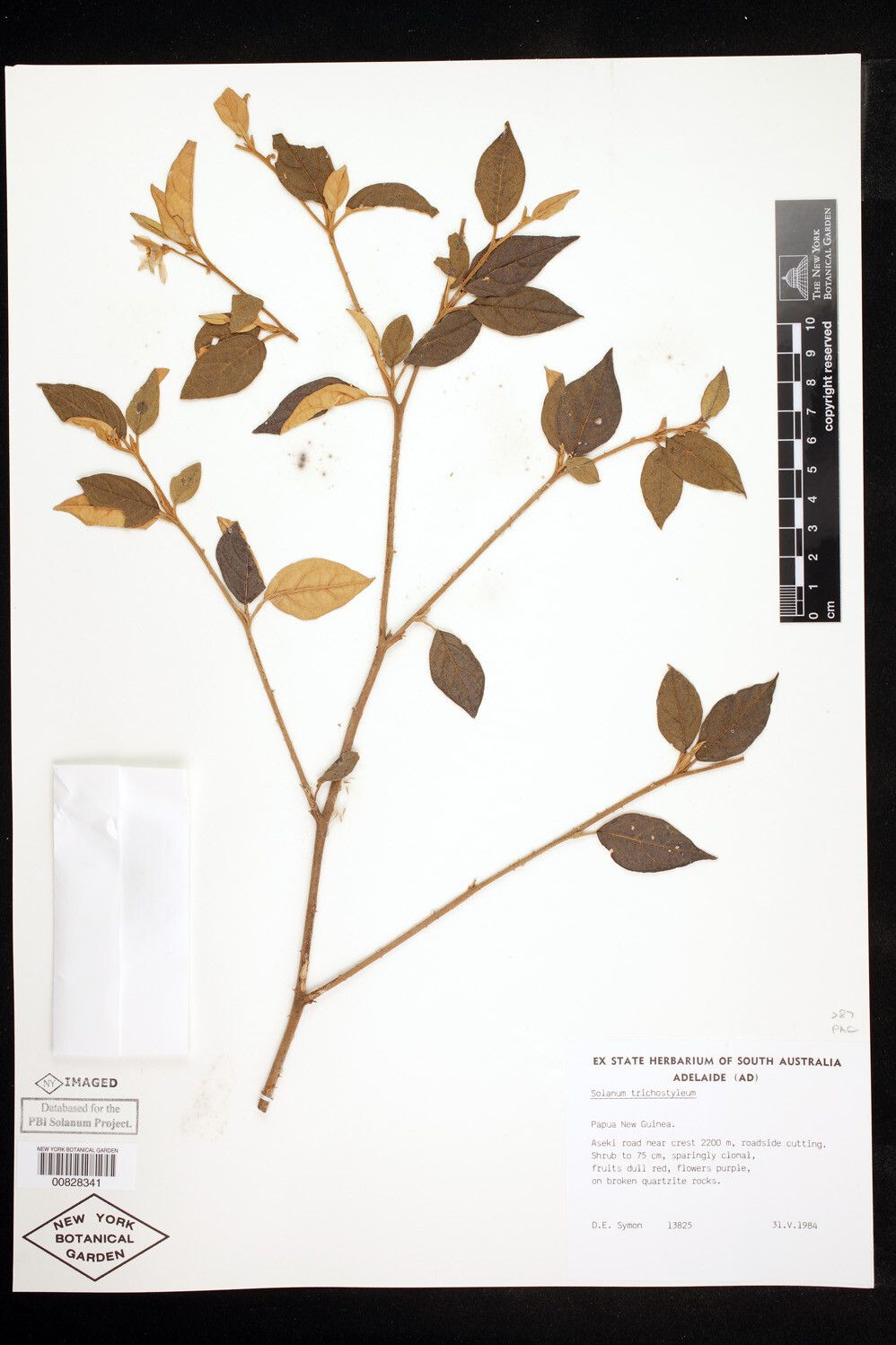 Solanum expedunculatum — houseplant care guide