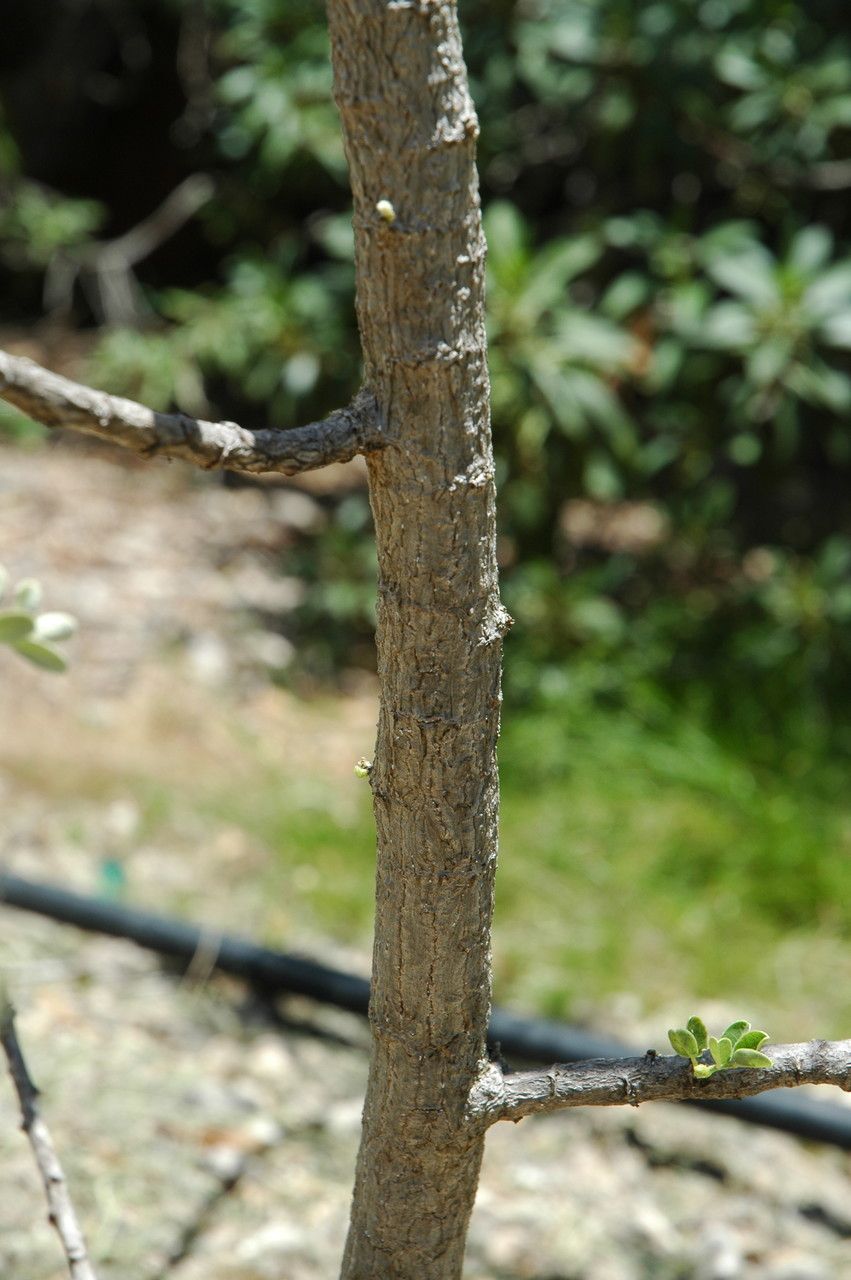 Sesbania tomentosa bark