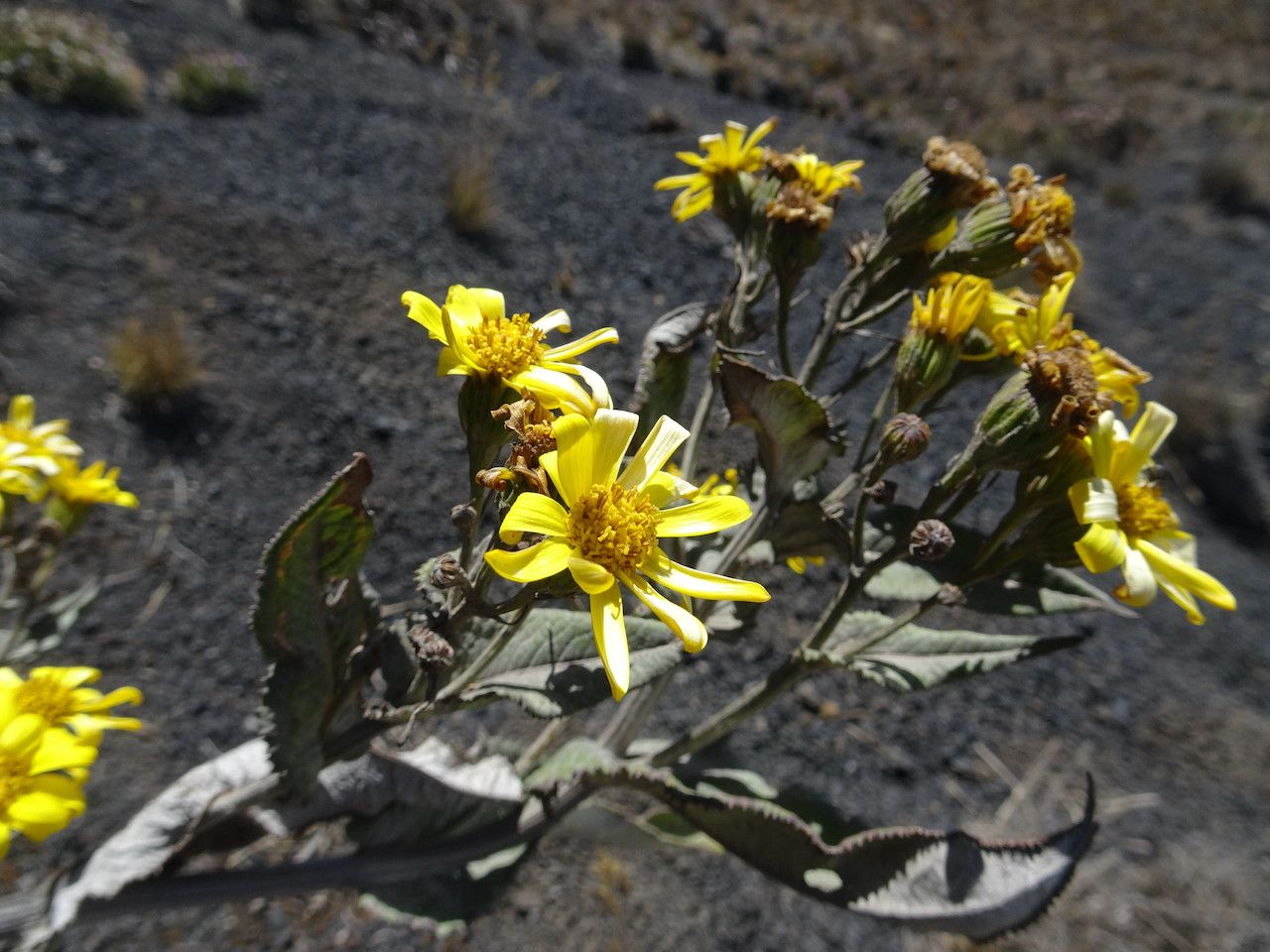 Senecio burtonii flower