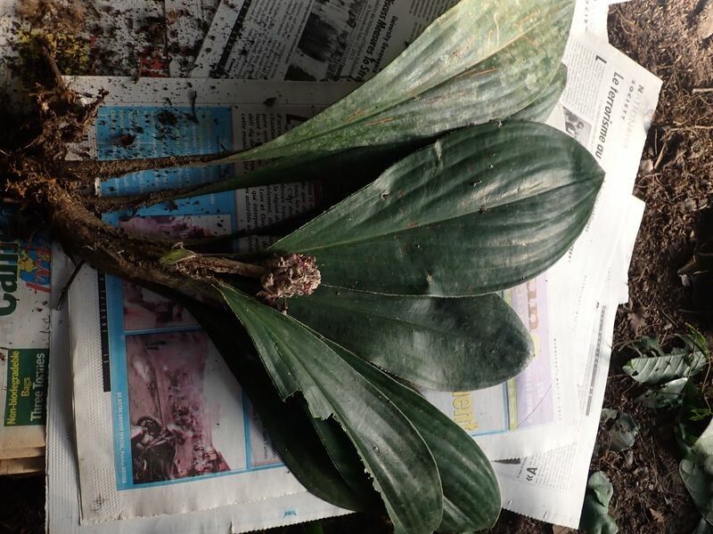 Palisota lagopus — houseplant care guide