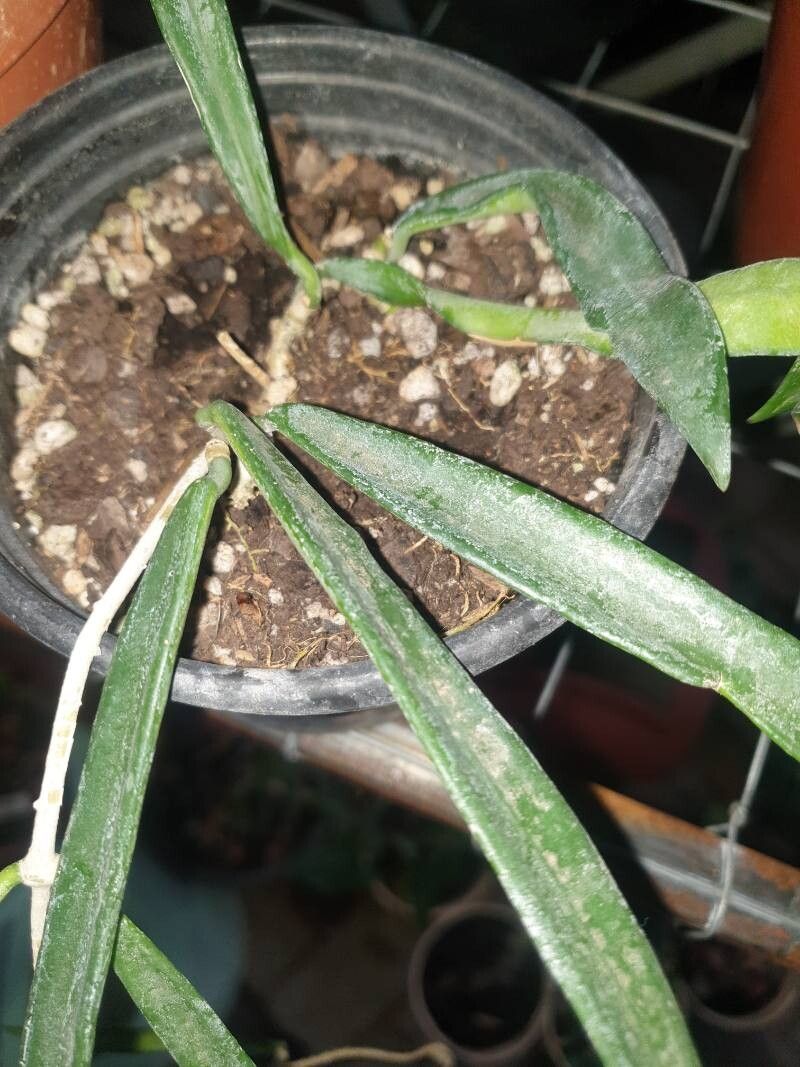 Hoya shepherdii — search result for 'Hoya'