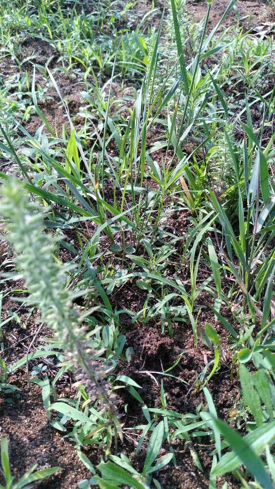 Hedeoma hispida — related species from the same genus