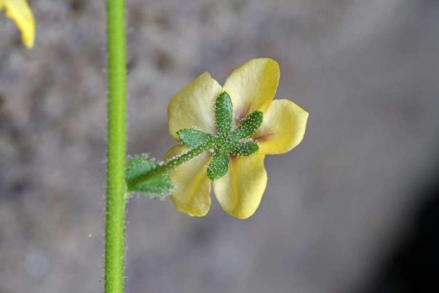 Verbascum rupestre other