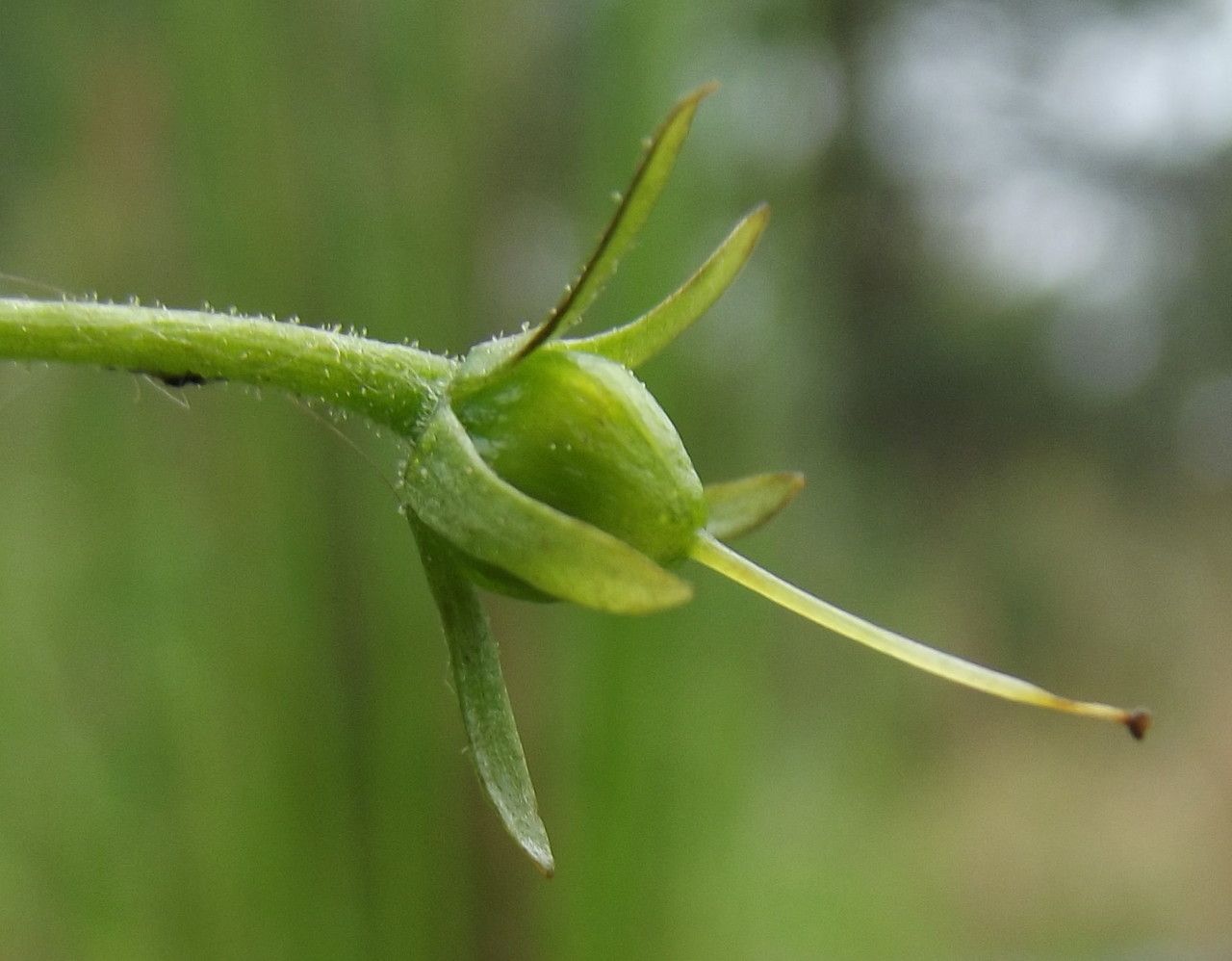 Hottonia palustris fruit