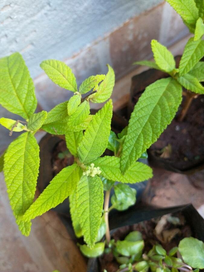 Varronia curassavica leaf