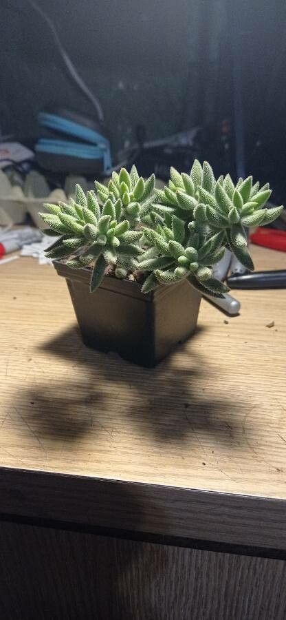 Crassula Mesembryanthemoides habit