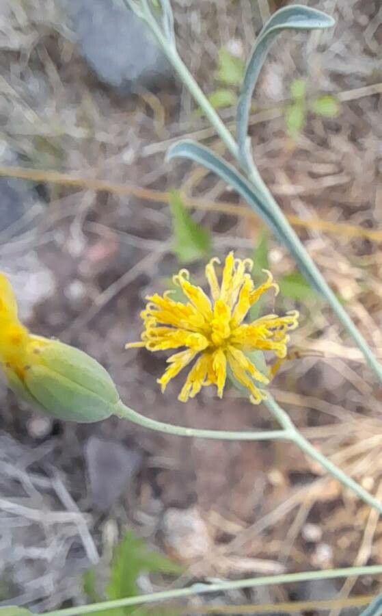 Porophyllum obscurum flower