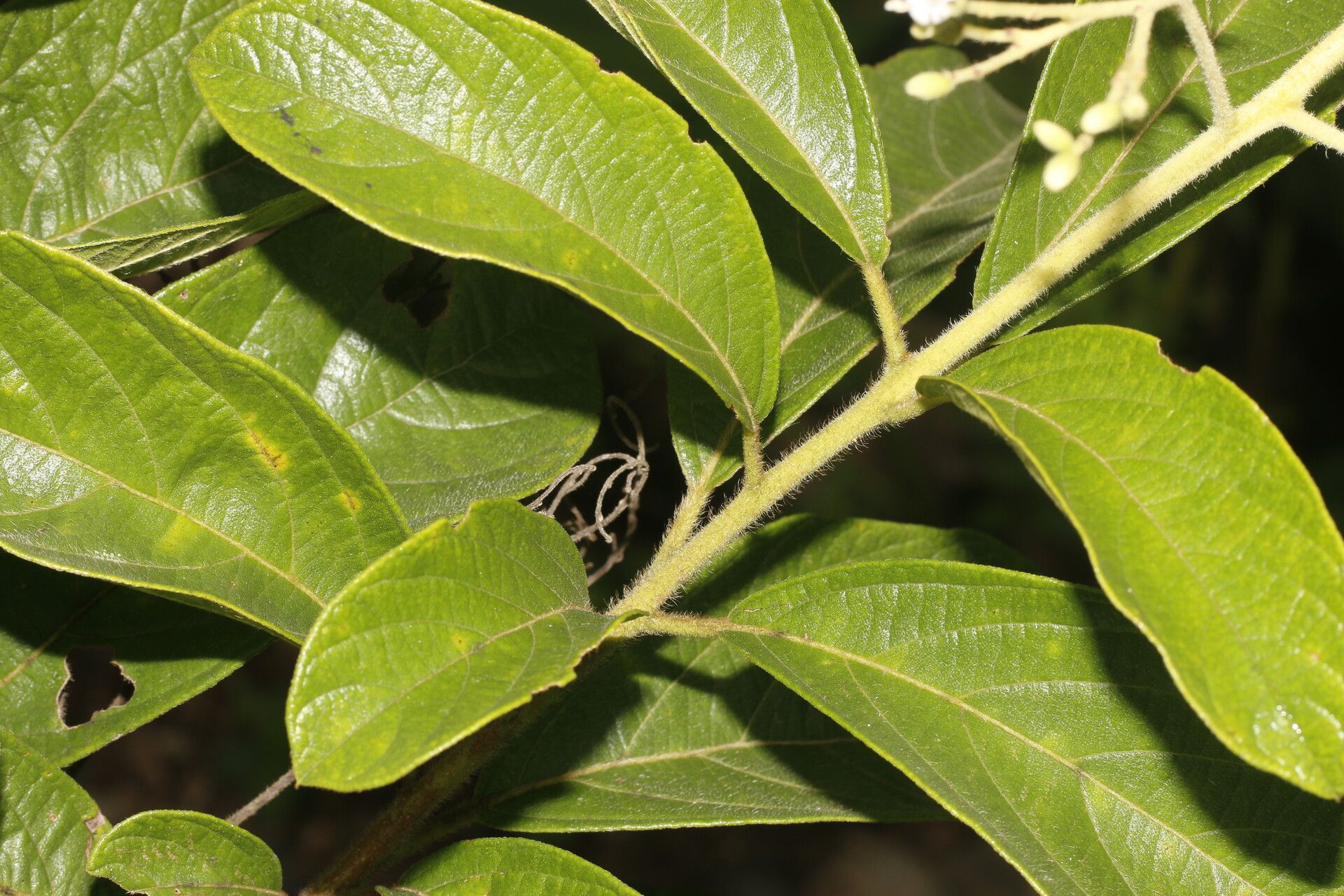 Cordia diversifolia — houseplant care guide