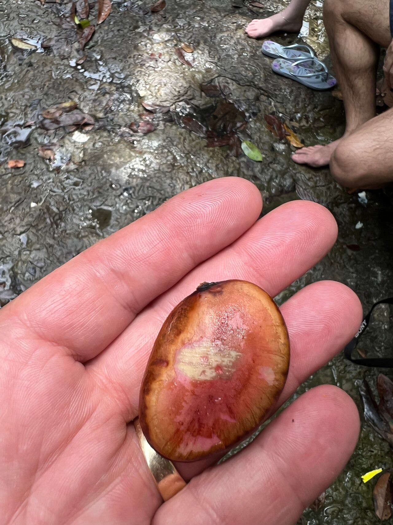 Eperua glabriflora fruit