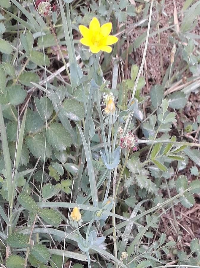 Blackstonia perfoliata flower