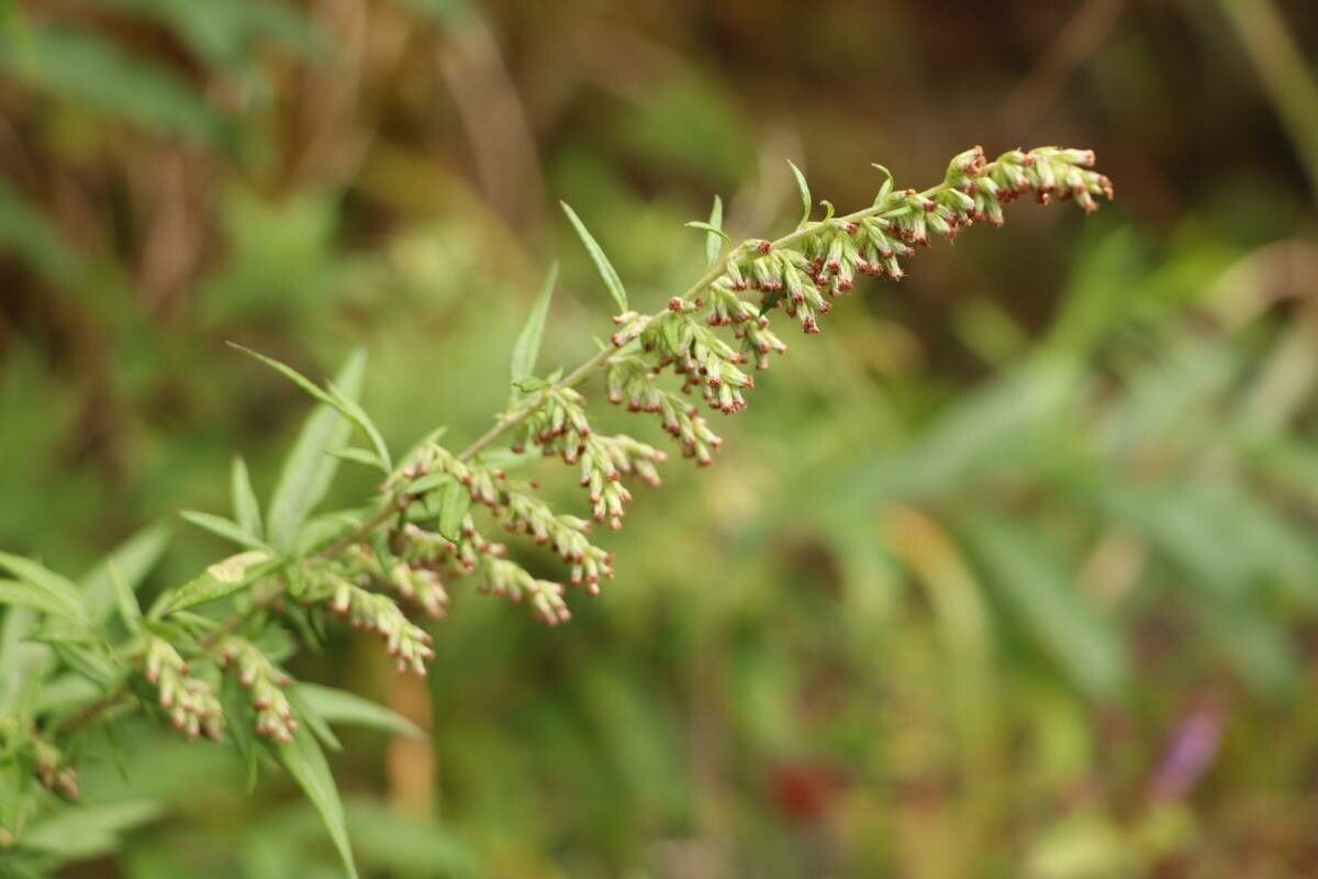 Artemisia lancea — search result for 'Artemisia'