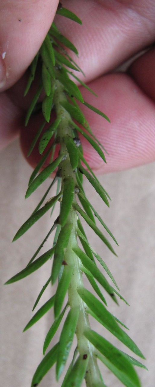 Huperzia taxifolia other