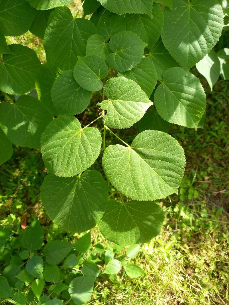 Tilia begoniifolia
