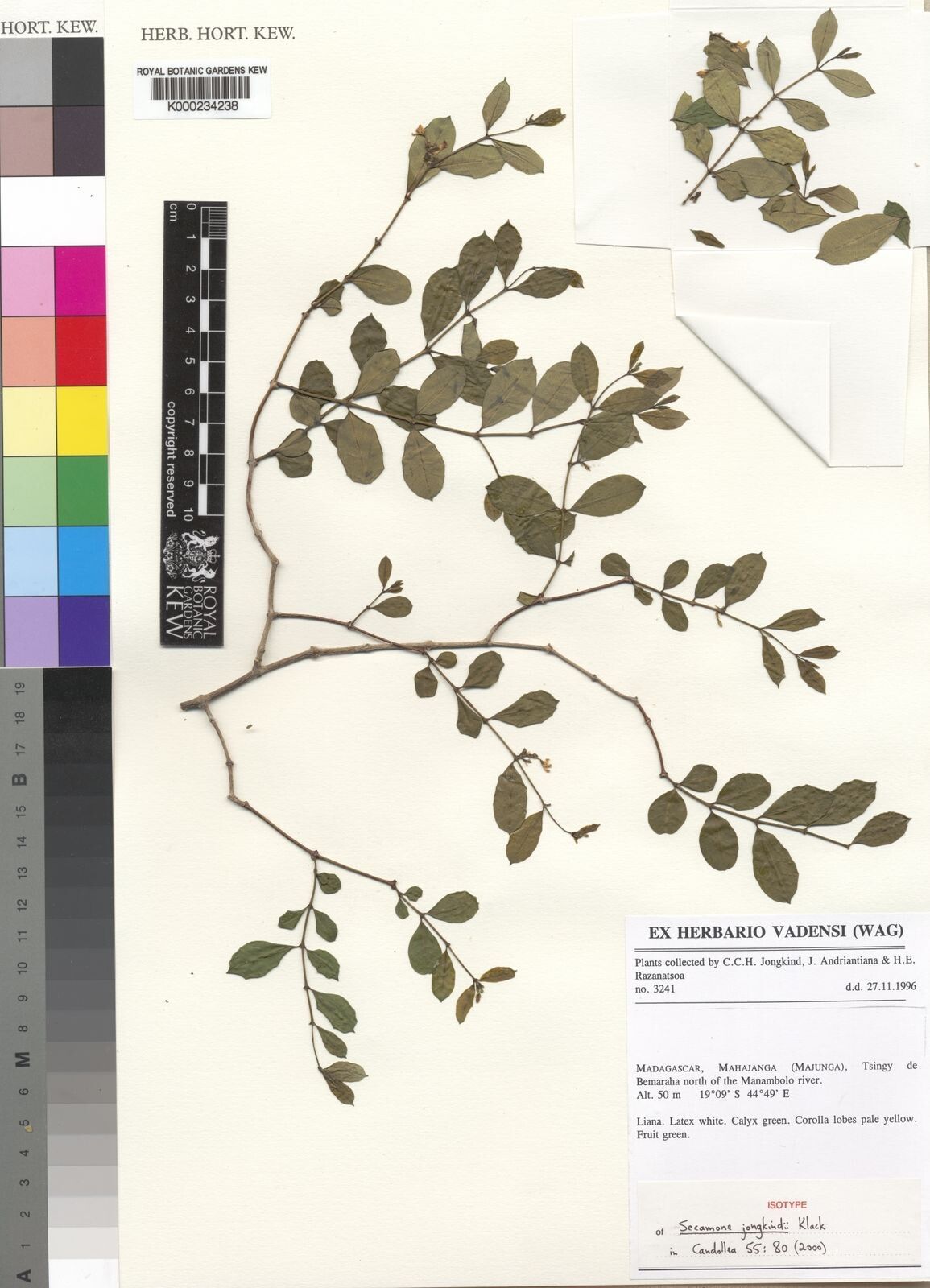 Secamone jongkindii — houseplant care guide