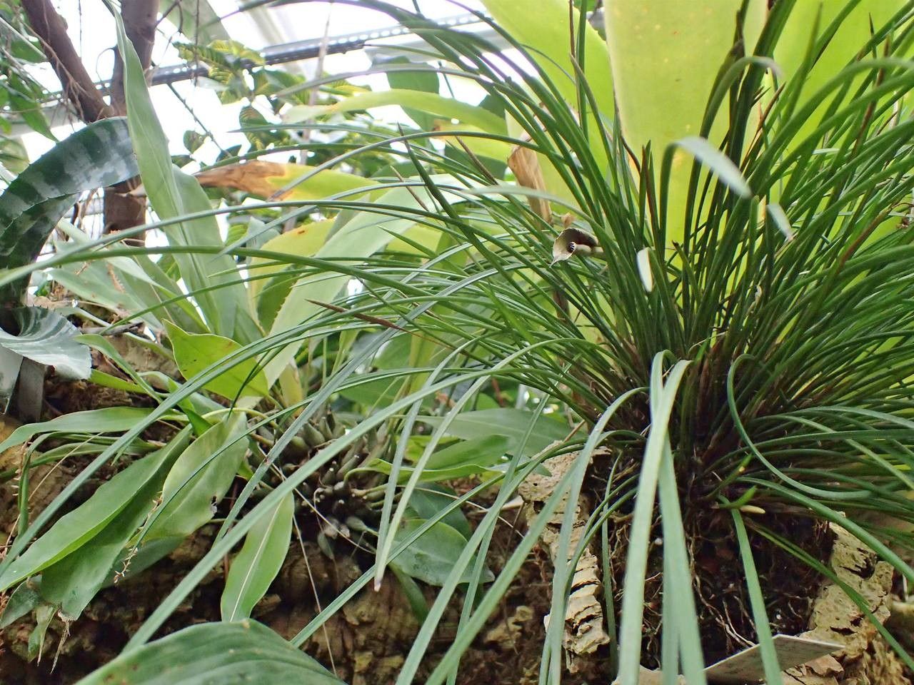 Dendrochilum convallariiforme habit