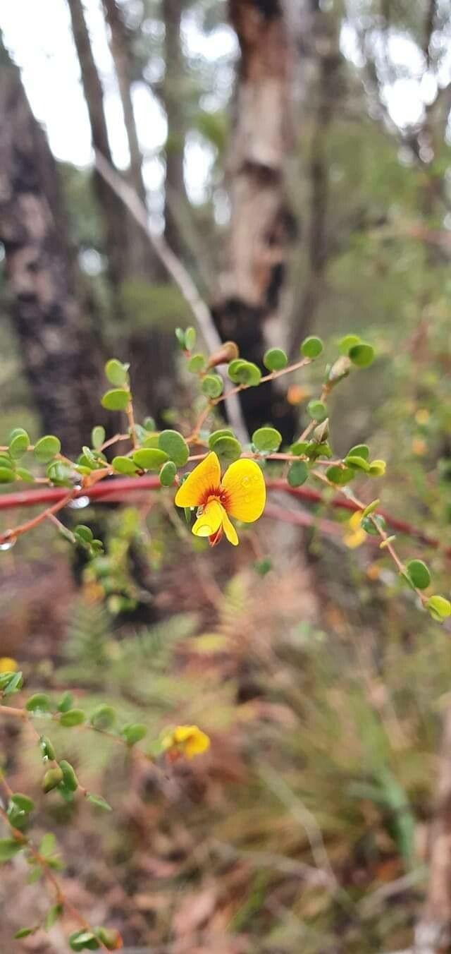 Bossiaea obcordata flower