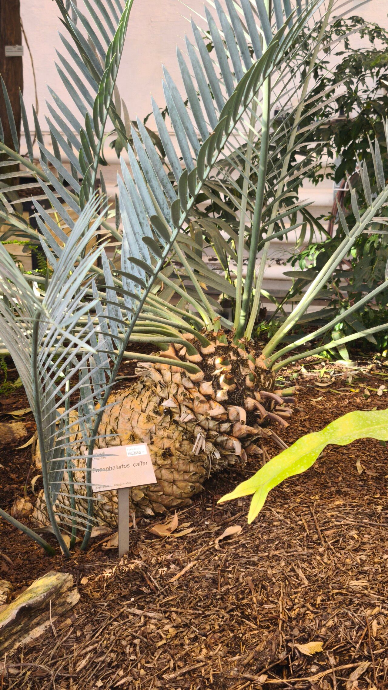 Encephalartos caffer habit