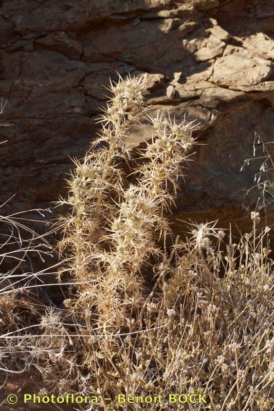 Eryngium ternatum other