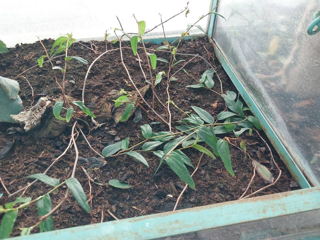 Begonia komoensis habit