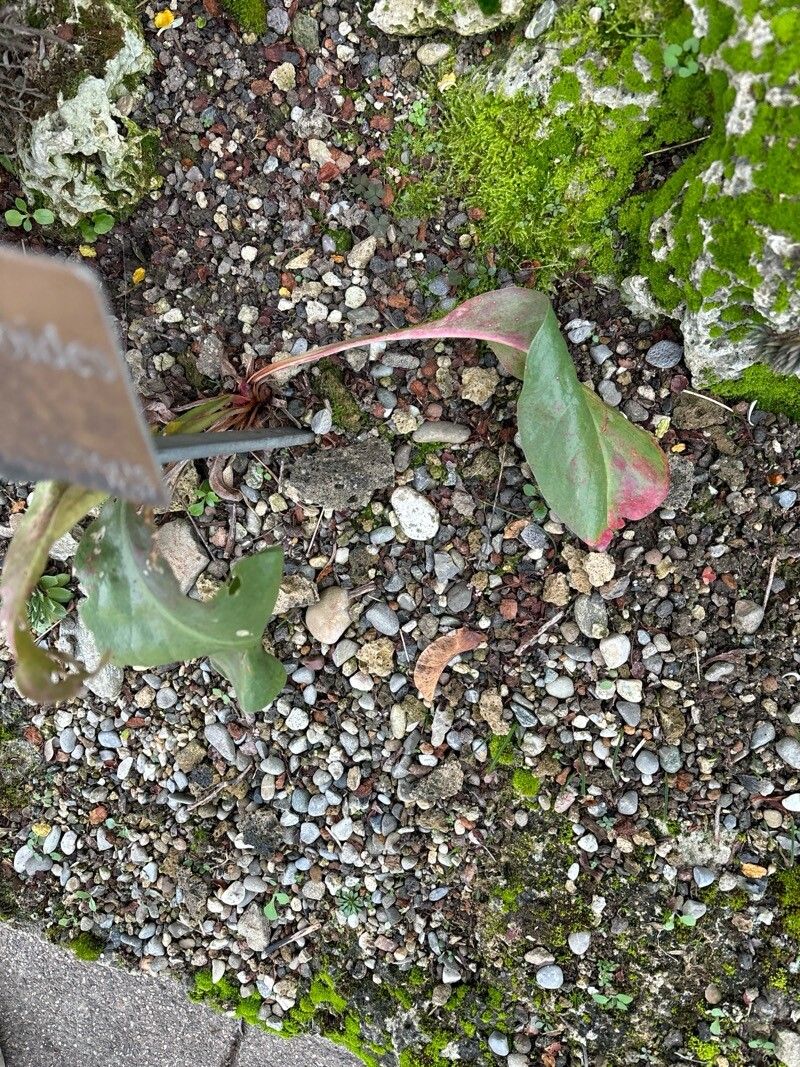 Limonium coralloides — houseplant care guide