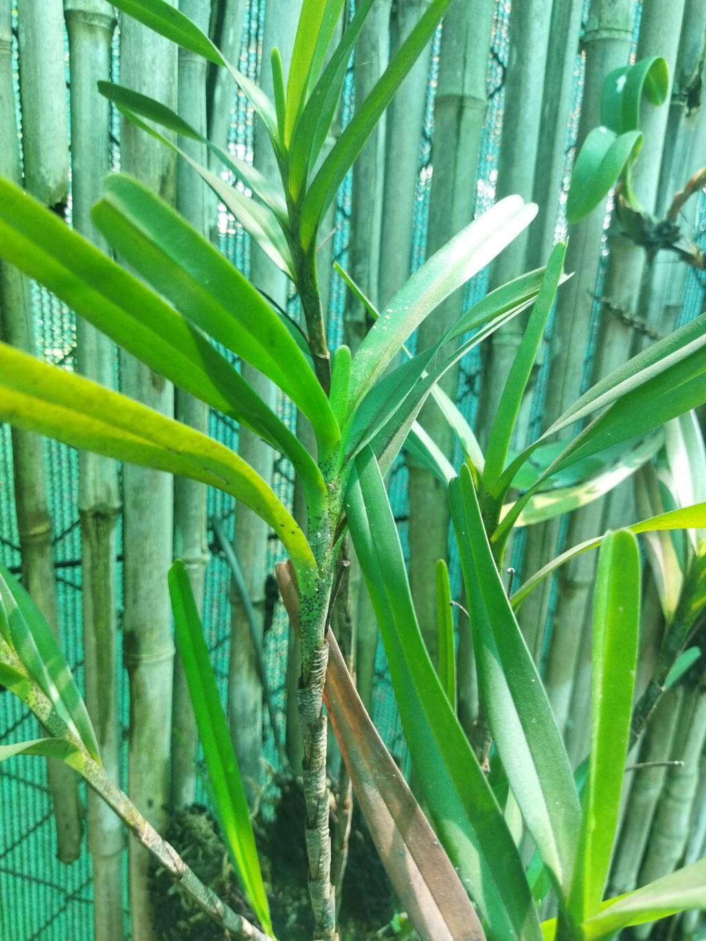 Jumellea punctata leaf